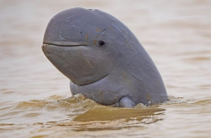 increíble diseño de la naturaleza