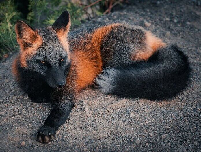increíble diseño de la naturaleza