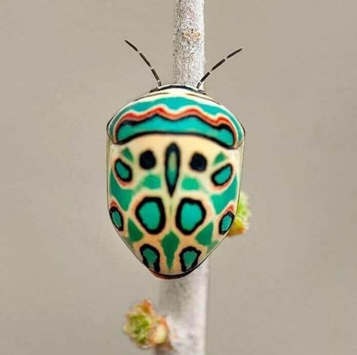 escarabajo de Picasso