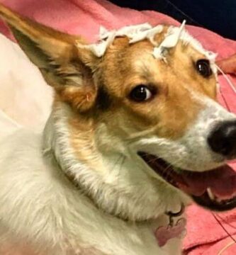 perro entiende