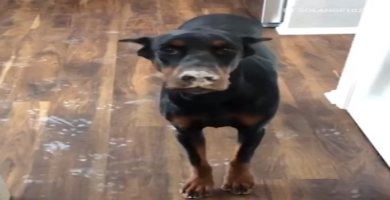 perro Doberman rompió una pared