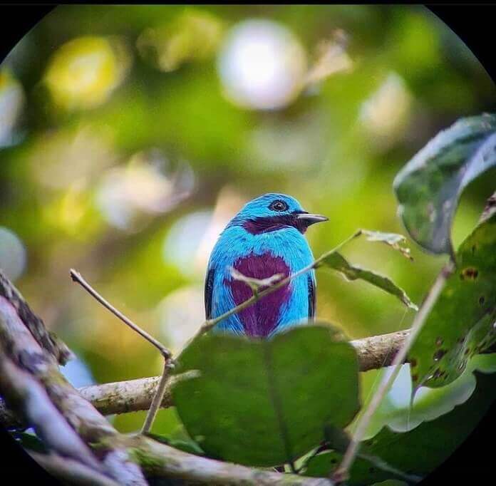 anambé azul