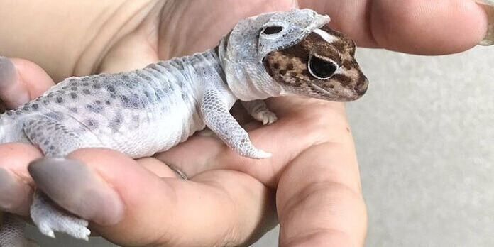 lagarto con traje espacial