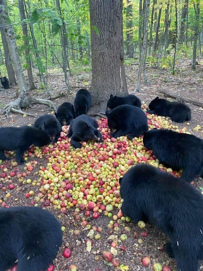 increíble diseño de la naturaleza
