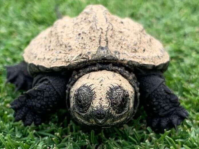 tortuga caimán
