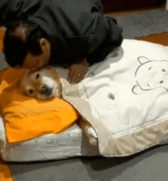 papá anti-perros