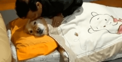 papá anti-perros