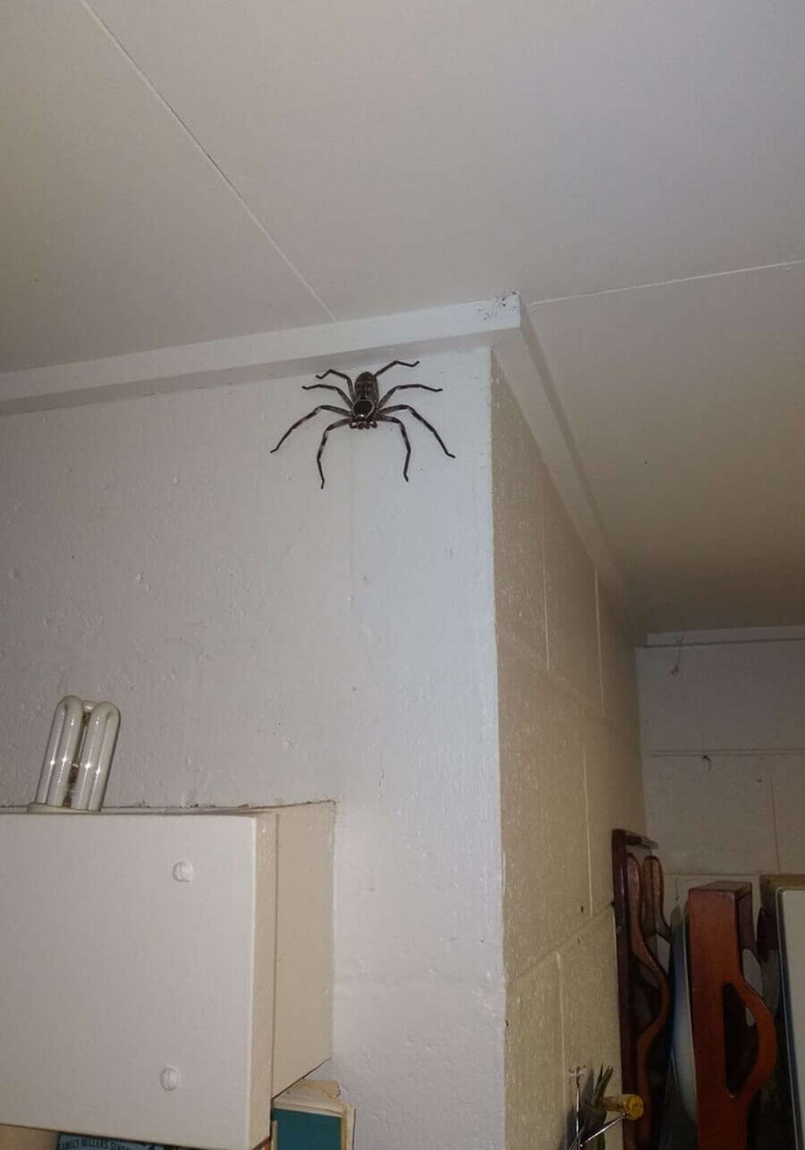 araña gigante 