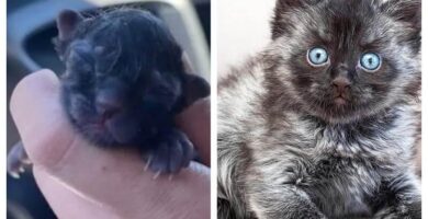 gatito de pelaje único