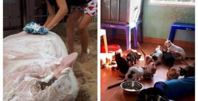 santuario para animales