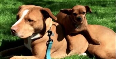 pitbull se negó a dejar a su mejor amigo
