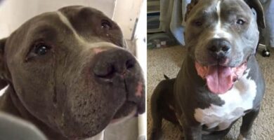 Perro lloró porque lo abandonaron en un refugio, el desenlace te encantará