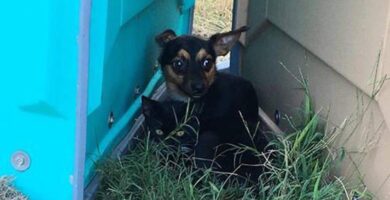 Perro protector de animales cuidó fielmente a un gato hasta que ambos fueron rescatados Todos deseamos tener un mejor amigo que esté disponible para apoyarnos en las buenas y en las malas. En el caso de las mascotas, esto no cambia. Tal es el caso de un perrito que se dio a la tarea de cuidar a una gatita, hasta ser rescatados. De esta manera, se convirtió en un fiel protector de animales. Un verdadero amigo protector de animales Tanto el perrito chihuahua como la gatita, fueron encontrados juntos, completamente indefensos en la hierba. Una vez que los encargados del rescate se aproximaron a la zona, y trataron de atenderlos, el perro no quería separarse de su compañera. Cuando trataban de acercarse un poco, el perro actuaba en defensa y gruñía, quizás creyendo que le harían daño a la gata. Lo que él más deseaba era cuidar a su pequeña amiga, ¡Todo un protector de animales! El protector de animales y su amiga reciben ayuda Luego de ser rescatados, el perro recibió el nombre: Gómez, y la gatita recibió el nombre: Morticia. Cada uno recibió atención médica por separado. Y debido a que ambos estaban asustados, sus rescatistas trataron de protegerlos aún más. Estos rescatistas estaban al tanto de que ambos animales necesitaban estar juntos, debido a su salud psicológica. No obstante, los perros y gatos no pueden estar juntos en la misma sección en el refugio. Por ello, organizaron juegos para ambos en una de las salas de reuniones. Ahora, ambos animales son felices Luego de que el perro fue castrado y la gata esterilizada, en el refugio se esforzaron por encontrarle un hogar a ambos. También se esforzaron porque los dos fueran adoptados juntos. Y así sucedió, ahora ambos tienen una familia que los quiere y son muy felices. Como vemos, aunque la situación de este pequeño perrito protector de animales y su amiga felina era muy difícil, su situación cambió para mejor. Cada uno de nosotros debe esforzarse por cuidar al máximo a sus mascotas. De esta forma, ellas serán muy felices, tal como Gómez y Morticia.