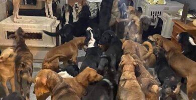 acogió a 300 perros