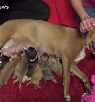 cachorros-pitbull 767x420