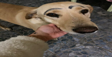 perro con cejas pintadas