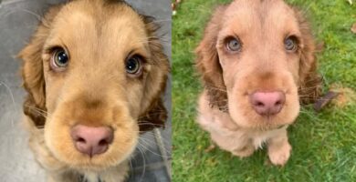 cocker-spaniel
