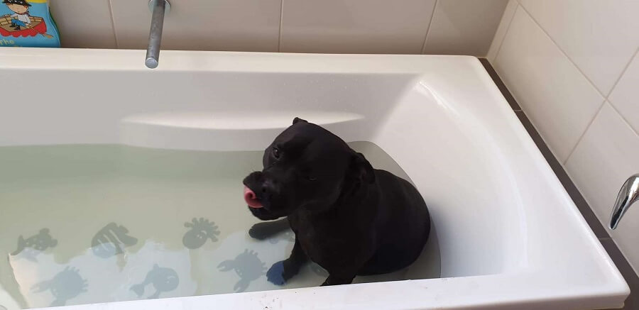 perra ama tomar una ducha