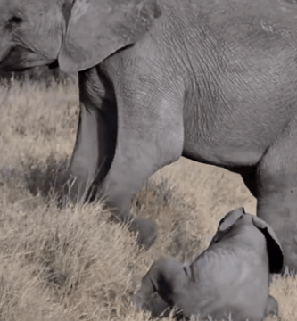 bebé elefante hizo un berrinche