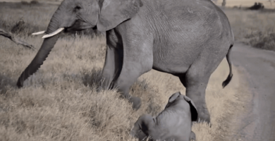 bebé elefante hizo un berrinche