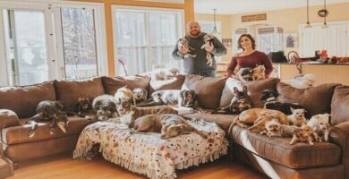 21 perros rescatados
