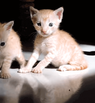 5 gatitos bebés