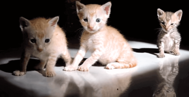 5 gatitos bebés