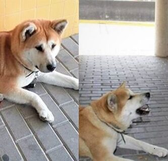 la-lealtad-de-una-perrita