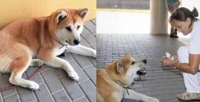 la-lealtad-de-una-perrita