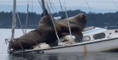 leones marinos gigantes