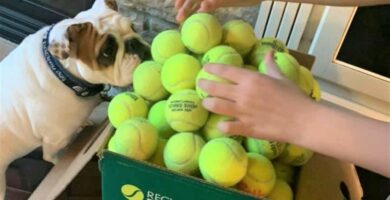 pelotas-de-tenis