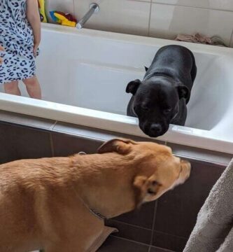 perra ama tomar una ducha
