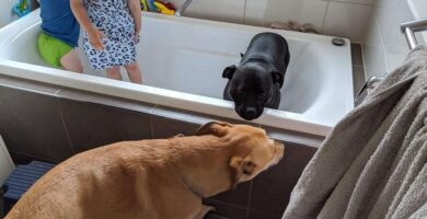 perra ama tomar una ducha