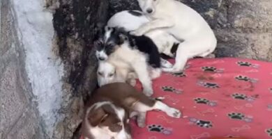 perritos de la calle