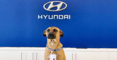 perro adoptado por un concesionario Hyundai