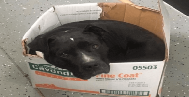 perro elige una caja de cartón