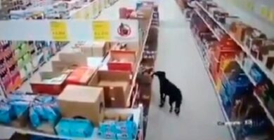 perro robó una bolsa de comida