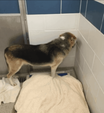 perro asustado