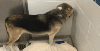 perro asustado
