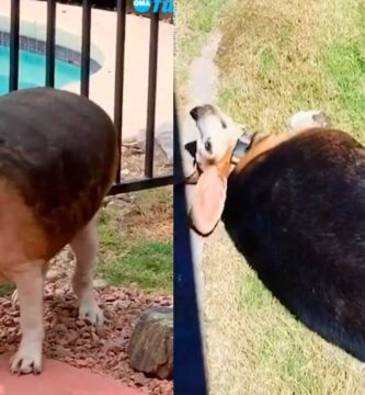 perro-gordo