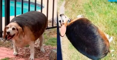 perro-gordo