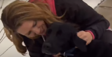 perro-labrador