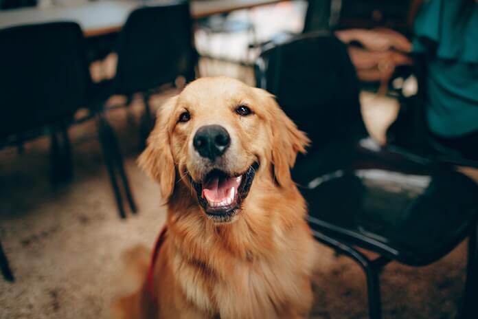 20 golden retriever