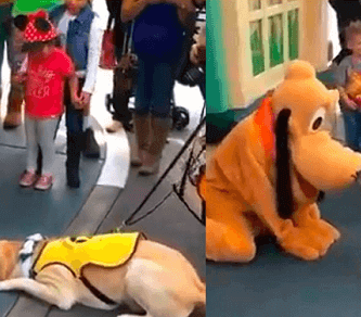 emocionante reacción de un perro
