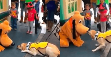 emocionante reacción de un perro