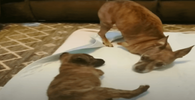 perro sin patas