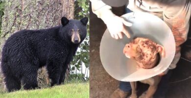 ataque-de-oso