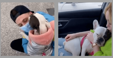 reencuentro de una perrita y su dueña
