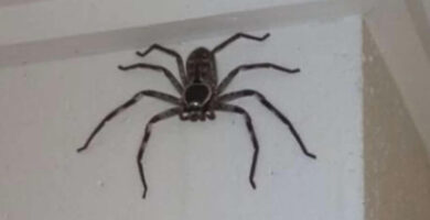 araña gigante