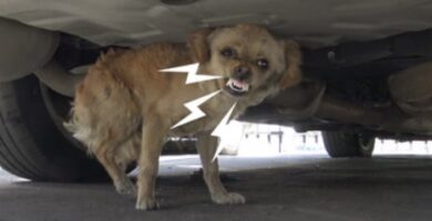 perro agresivo